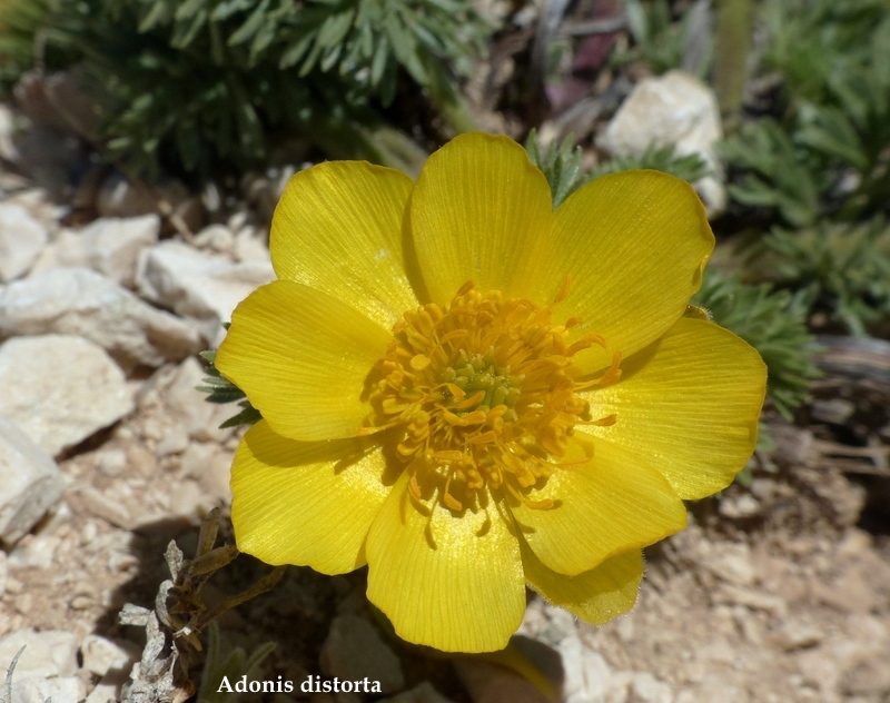 Monte Velino e Monti della Duchessa, le orchidee e la Natura  2024.